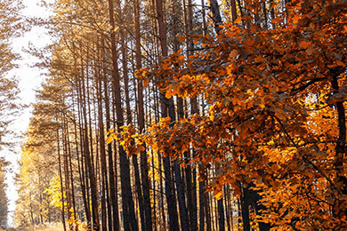 开云APP-意大利网球队横扫德国，阿尔卡拉斯意外助攻引爆赛场激情